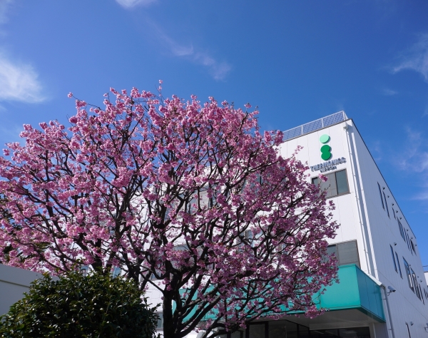 桜が咲きました!